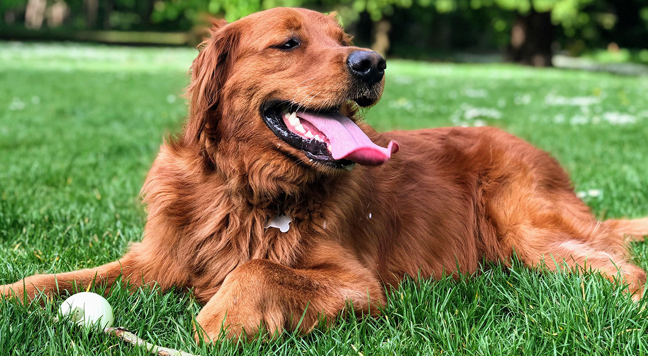 Red Golden Retriever taking a break during a game of fetch.